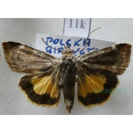 Cryptocala chardinyi (Boisduval, 1829) Poland11k